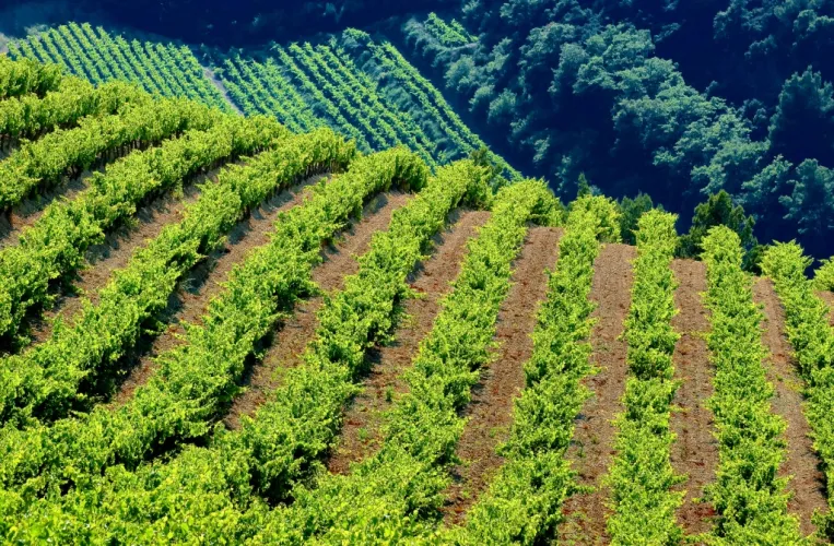Newsletter | O Novo Regime dos Direitos de Plantação no Sector Vinícola
